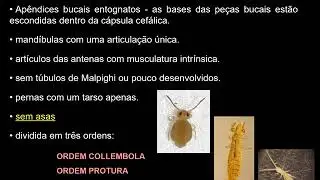 Subfilo Hexapoda - características gerais