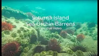Saturna Island Sea Urchin Barren, raw dive footage
