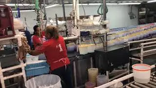Segrest Farms Tour 2018
