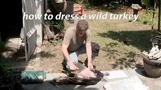 How to dress a wild turkey