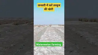जनवरी में करें तरबूज की खेती। Watermelon farming #shorts #ytshorts #watermelonfarming