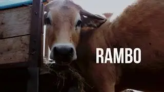 LES ANIMAUX DU SANCTUAIRE 269LIFE LIBERATION ANIMALE
