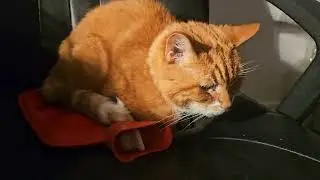 Cat stole my chair AND my hot water bottle!