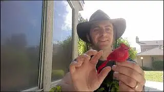 What to do with an injured bird