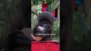 Baby Monkey Rescued From Pet Trade Gets A Wild Family | The Dodo