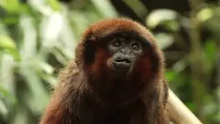 The first coppery titi monkey born at Chester Zoo