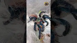 Stunning Blue Tarantula D. diamantinensis #shorts