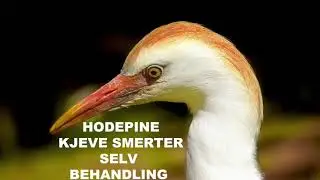 Hodepine | Migrene| Helbred deg selv | Guidet Meditasjon | Smerte Fritt Hode og Kjeve.