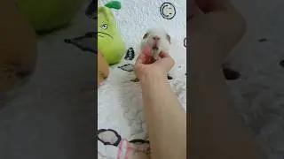 Chin scratches - hughug a guinea pig