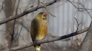 野鳥・カワラヒワ　　裸木に群れを離れや河原鶸