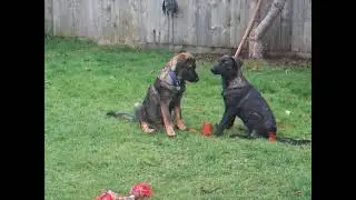 DSCF0829our romanian rescue dogs setleing in
