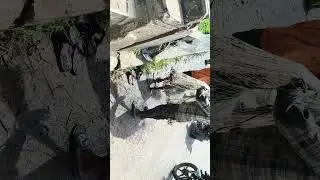 fish hunting 🐟 at akivedu river #subscribe #fish