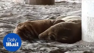 Stranded sea lions inundate animal rescue centers - Daily Mail