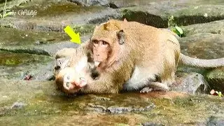 Adorable friendship Sweet pea monkey & his nephew Brutus Jr - Funny time of SP after heavy rain