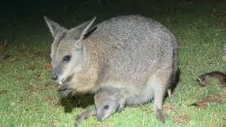 A Tammar Wallaby Mum and joey