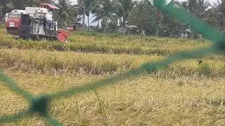 Rice Harvester in the Philippines #happyfarming#foodof thetable#rice#hightechfarming