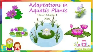 Adaptations in Aquatic Plants - Module 2.8 (Chapter 1 - Olympiad Class 4 Science)