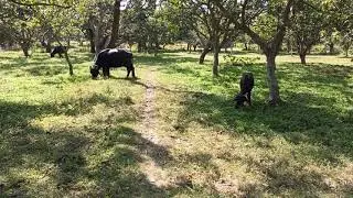 Buffalo grazing | Forest | Village Madhubani Bihar