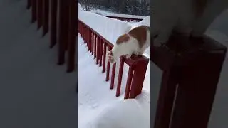 Funny cat fall in snow