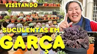 SUCULENTAS EM GARÇA COM MARCIO E PATY BELA PLANTAS