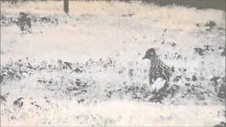 Roadrunner - RustyGlovebox