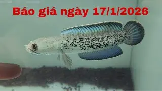 TỔNG HỢP + BÁO GIÁ CÁ LÓC CẢNH NGÀY 17/1/2026 TẠI SHOP TY CHANNA #cácảnh #channa #tychanna 