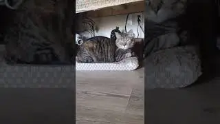 Moxie The Cat #feline #trending #shorts