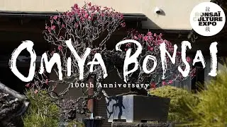 OMIYA BONSAÏ 100éme anniversaire X BCE 2025