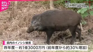【深刻】クマはいないけど&hellip; イノシシの獣害拡大 狩猟者の高齢化も要因か　宮崎　NNNセレクション