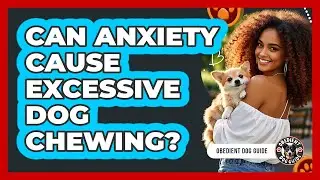Can Anxiety Cause Excessive Dog Chewing?
