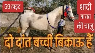  दो दांत बच्ची बिकाऊ शादी बारात में चालू है डांस भी करती हैं कम कीमत में है l horse for sell 🐴🐴🙏ll