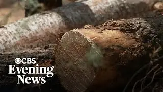 Debate over Trump plan to increase logging on federal lands
