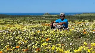 Flower season in West Coast National Park September 2024, South Africa #travel #capetowntourism