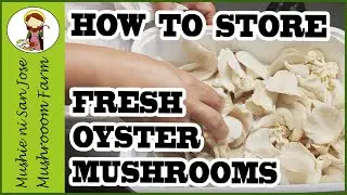 Tips Kung Paano Pahabain ang Shelf Life ng Fresh Oyster Mushroom