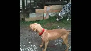 Keem --- rescued pit mix from upper 9th Ward