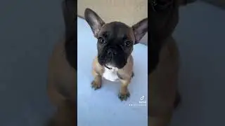 Fawn Male French Bulldog Puppy!