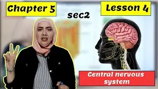 Chapter 5 | Lesson 4 | Central nervous system | Biology 2 st secondary Egypt 2024 second term