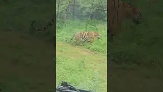 #wildlife#youtubeshorts#nahargarhbiologicalpark#indiansafari#royalbengaltiger#yrupdates