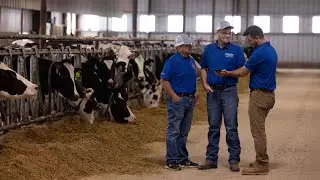 How Alta COW WATCH Boosted Pregnancy Rates at Ohlde Family Farms