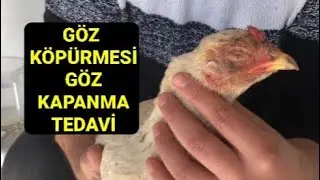 Заболевания глаз и лечение кур # Болезни глаз у кур # Здоровье глаз цыплят