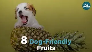 8 Dog Friendly Fruits