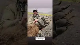 The size of a grizzly bear paw compared to a person