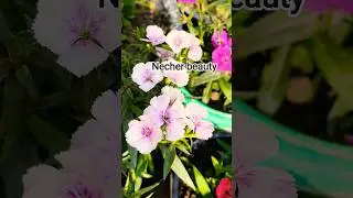 #my #dream #garden #viral video