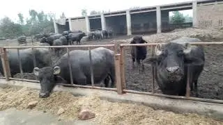 Hunjra Dairy Farm Visit| Holand Cows Farming| Dairy Farming In Pakistan | Dera Din Panah