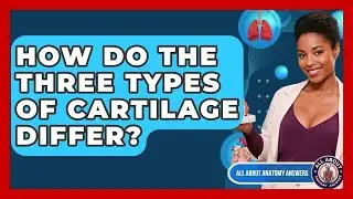 How Do The Three Types Of Cartilage Differ? - All About Anatomy Answers