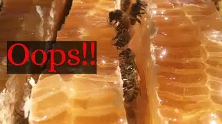 Epic burr comb in the hives!