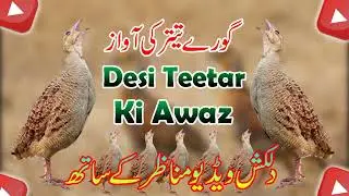 desi teetar ki awaz | Goray  teetar ki awaz | Copyright Free Awaz | Desi Teetar Ki azwaz