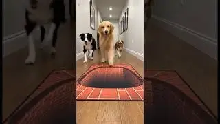 Ultra-Realistic Floor Illusion Terrifies Dogs &mdash; Must Watch! #shortsfeed #cat #funny