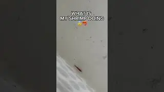 MY SHRIMP IS FRYING RICE 😱🦐