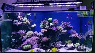PopBloom Led Aquarium Light for Reef Coral Growth
